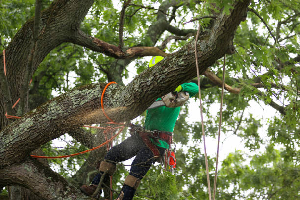 How Our Tree Care Process Works  in  Hutchinson Island South, FL